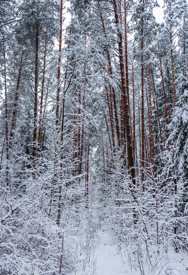 Серия  Ð тонких хворостин покрытых со снегом в лесе зимы сказки
